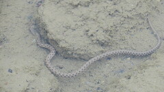 Natrix tessellata