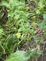 Sisymbrium officinale