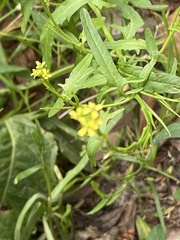 Sisymbrium officinale