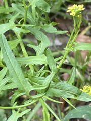 Sisymbrium officinale
