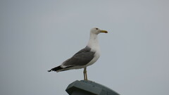 Larus cachinnans