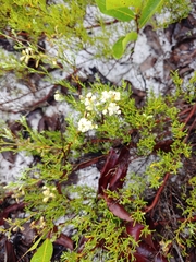 Polygonum dentoceras
