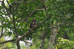 Eurylaimus javanicus