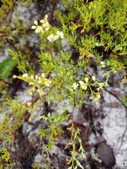 Polygonum dentoceras