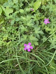Geranium palustre