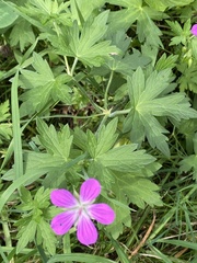 Geranium palustre
