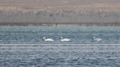 Cygnus olor