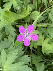 Geranium palustre