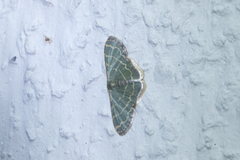 Lophophleps triangularis