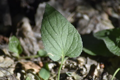 Viola elatior