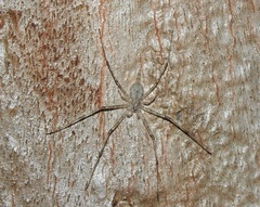Tamopsis eucalypti