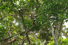 Eurylaimus javanicus