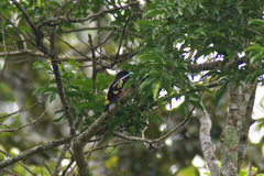 Eurylaimus javanicus