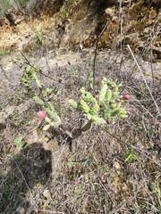 Opuntia pumila