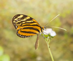 Melinaea lilis imitata