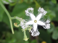 Trichosanthes cucumerina