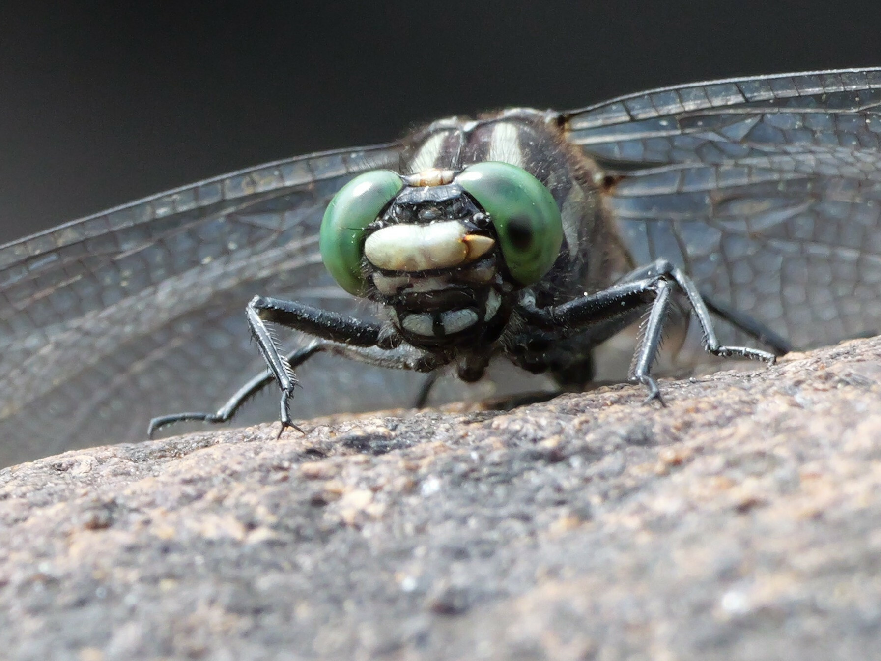 dragonfly macro by mikewerner