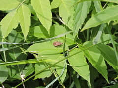 Coreus marginatus