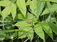 Coreus marginatus