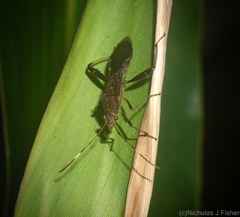 Riptortus abdominalis