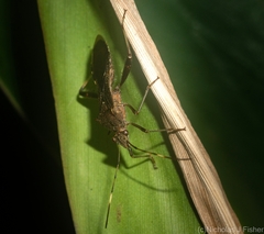 Riptortus abdominalis