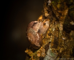 Nitor pudibundus