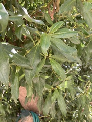Laurus nobilis