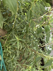 Laurus nobilis