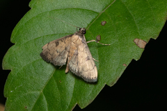 Nacoleia charesalis