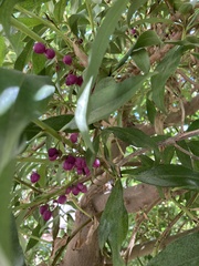 Laurus nobilis