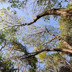 Heliocarpus americanus