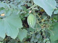Trichosanthes cucumerina