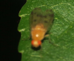 Homoneura fuscibasis