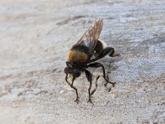 Laphria bomboides