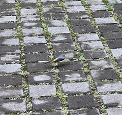 Motacilla cinerea patriciae