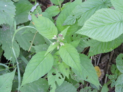 Circaea canadensis quadrisulcata