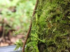 Pseudocalotes tympanistriga