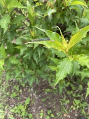 Paracercion calamorum