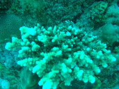 Acropora hemprichii