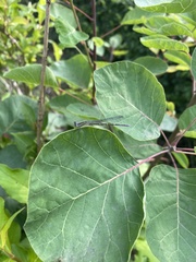 Paracercion calamorum