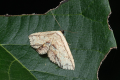 Hyposada ruptifascia