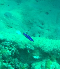 Larabicus quadrilineatus