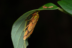 Barsine striata