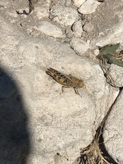Calliptamus italicus