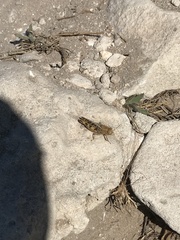 Calliptamus italicus