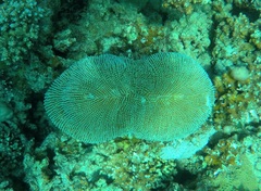 Ctenactis crassa