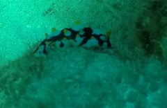 Phyllidia rueppelii