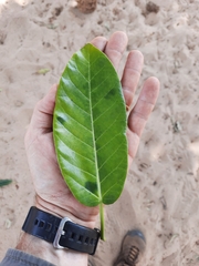 Ficus ovata