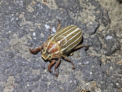 Polyphylla crinita