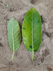 Ficus ovata